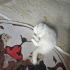 Kaymak