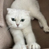 Pamuk