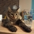 Kito