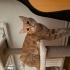 Simba
