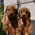 Toy Poodle