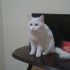 Pamuk