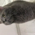 Oscar