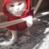 Bulut