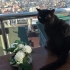 Karagül