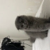 Rex