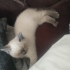 Lila