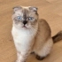 Lola