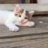 Anne kedi ve yavrusu