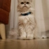 mişa
