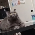 Nazlı