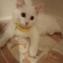 Moli