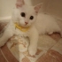 Moli
