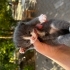 Duman