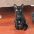 Sirius