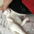Pamuk