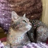 Arya