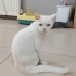 Pamuk