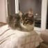 Duman