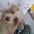 Toby