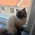 Mişa