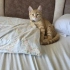 Madam Minnoş