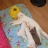 Puffy ve Tuffy