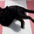 Salem