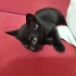 Gece