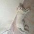 Pamuk