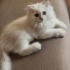 Bulut