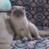 Pamuk
