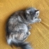 Mia
