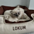 Lokum