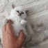 Şila