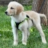 Lila