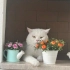 Bulut
