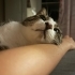 Smol