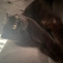 Romeo
