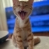 Sezar