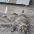 Miscat
