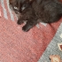 yavru kedi