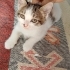 yavru kedi