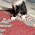 yavru kedi