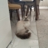 Sütlaç