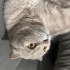 Ceku