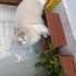 Pamuk