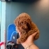 Toy poodle