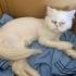 Pamuk