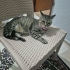 MİNİK